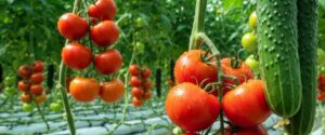 Удобрения для теплицы: огурец и томат
